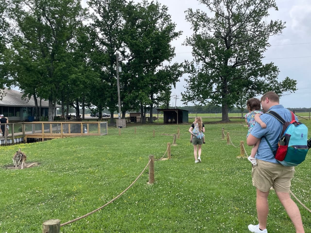 Kangaroo Walkabout Experience - image 4